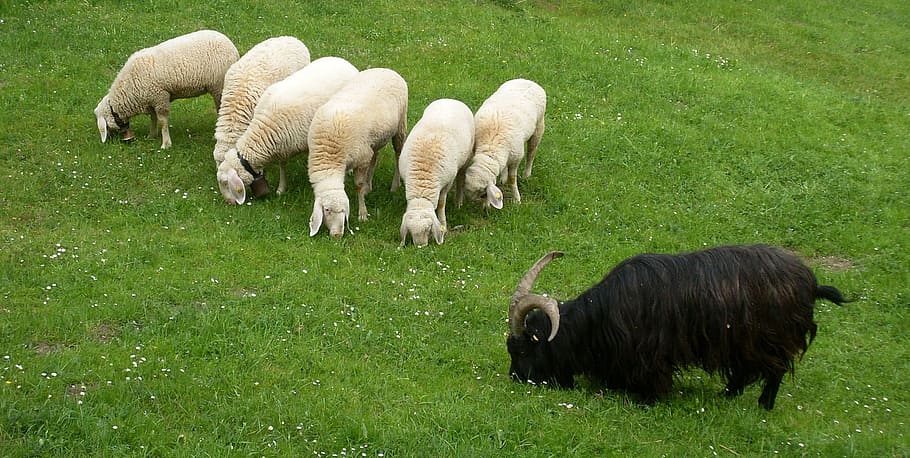 Animals, Sheep, Wool, Meadow, pasture, winter coat, fur, soft HD wallpaper