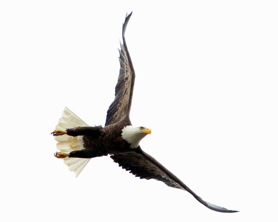 bald eagle soaring in the skyt, bird, raptor, wildlife, flight, HD wallpaper