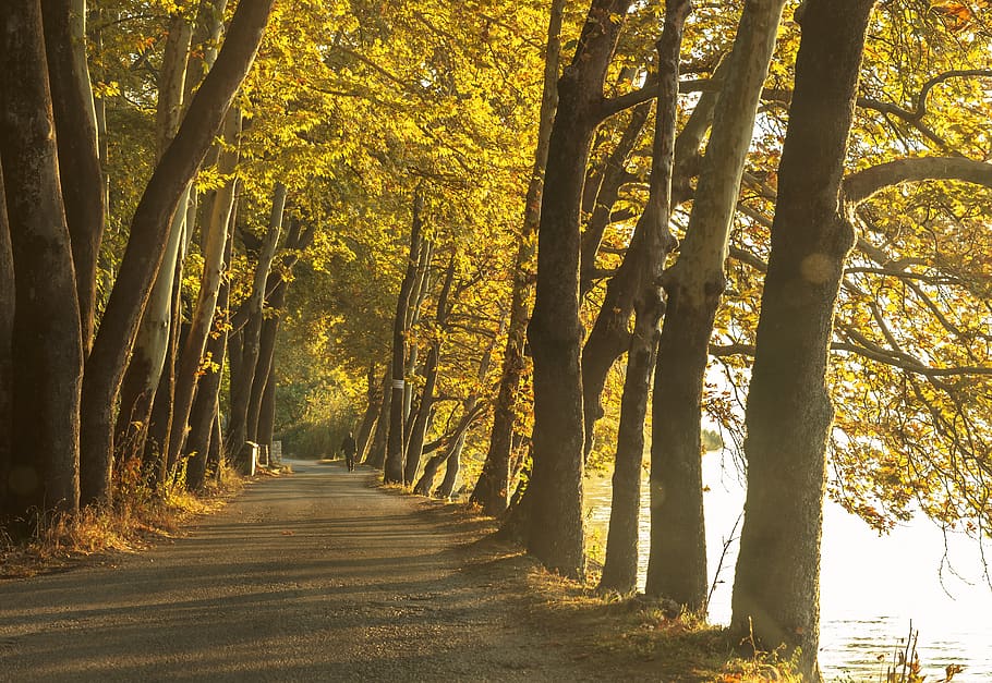 trees, road, landscape, forest, nature, path, outdoors, rural HD wallpaper