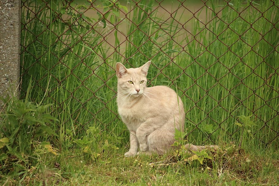 Cat, Kitten, Breed, Mackerel, breed cat, young cat, domestic cat HD wallpaper