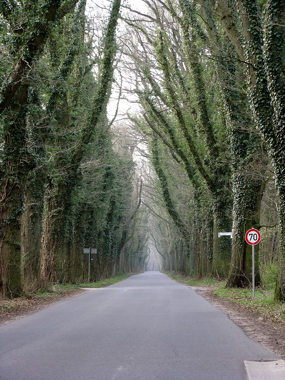 forest path, road, away, trees, leaf roof, tunnel, landscape HD wallpaper