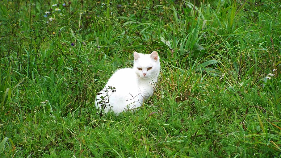 Cat, White, Kitten, Pets, white kitten, domestic Cat, animal HD wallpaper