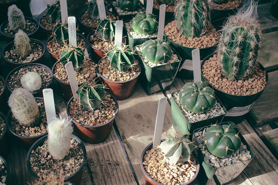 green cactus plant lot, selective focus photography of cactus plants on wood HD wallpaper