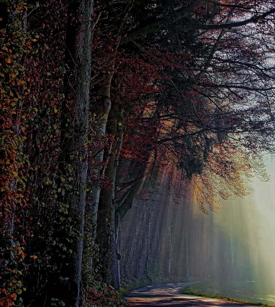 brown dried tree, green and orange tree with sun rays painting HD wallpaper