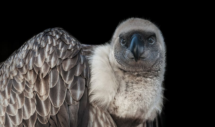 brown and white eagle, wildlife, bird, vulture, white-collard vulture, HD wallpaper