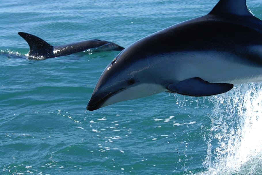 two black and gray dolphins on blue ocean water, Dusky Dolphin