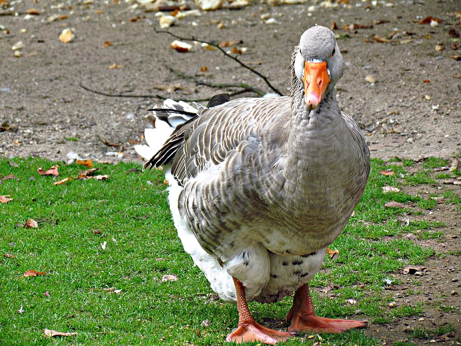 goose, beak, bird, pen, grass, nature, animal, animal themes HD wallpaper