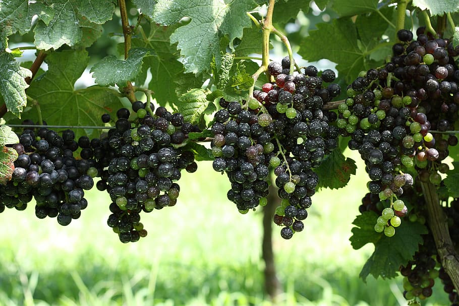 grape, wine, green, healthy eating, food and drink, fruit, growth HD wallpaper