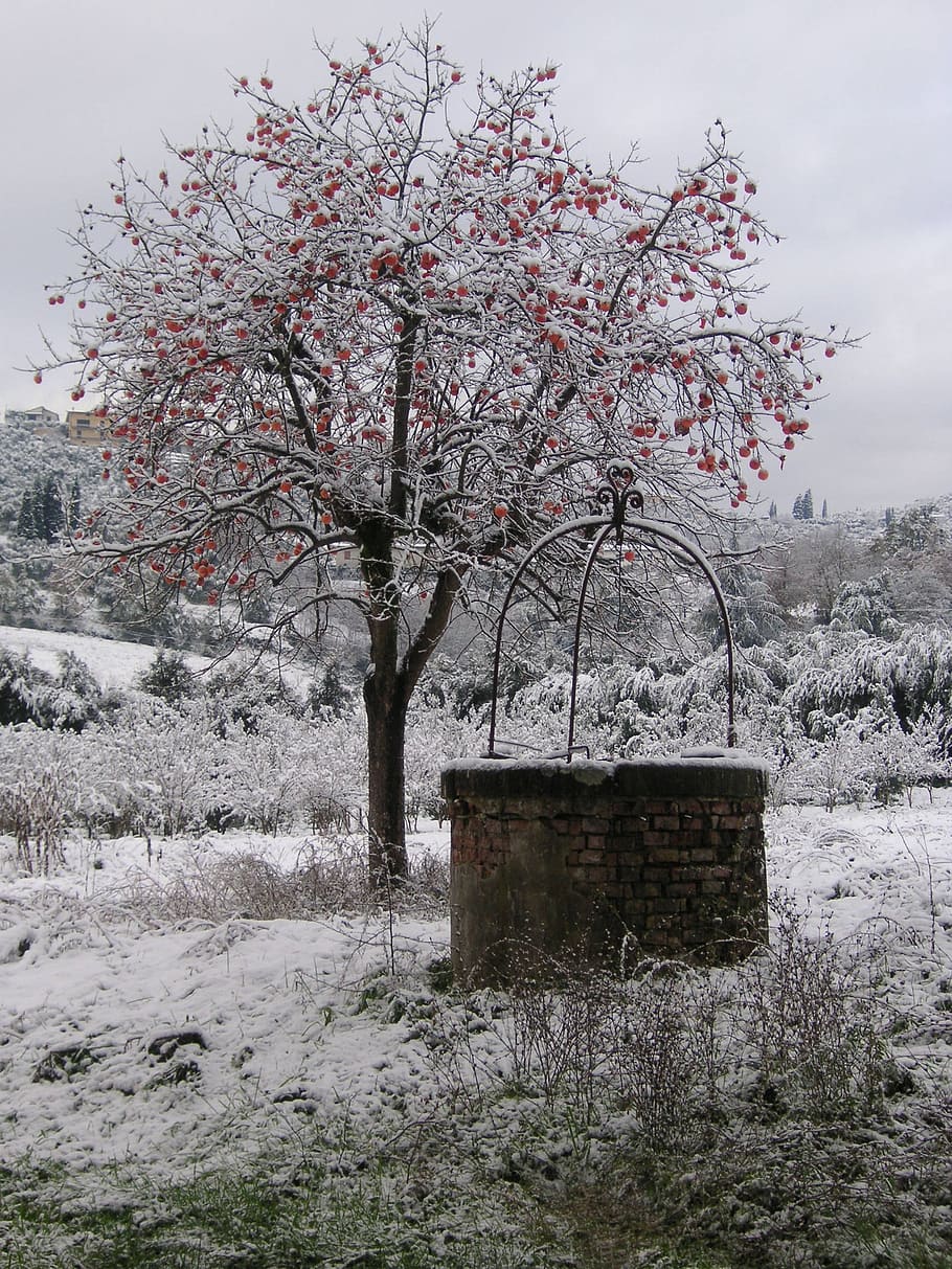 snow, tree, winter, cold, pozzo, plant, beauty in nature, growth HD wallpaper