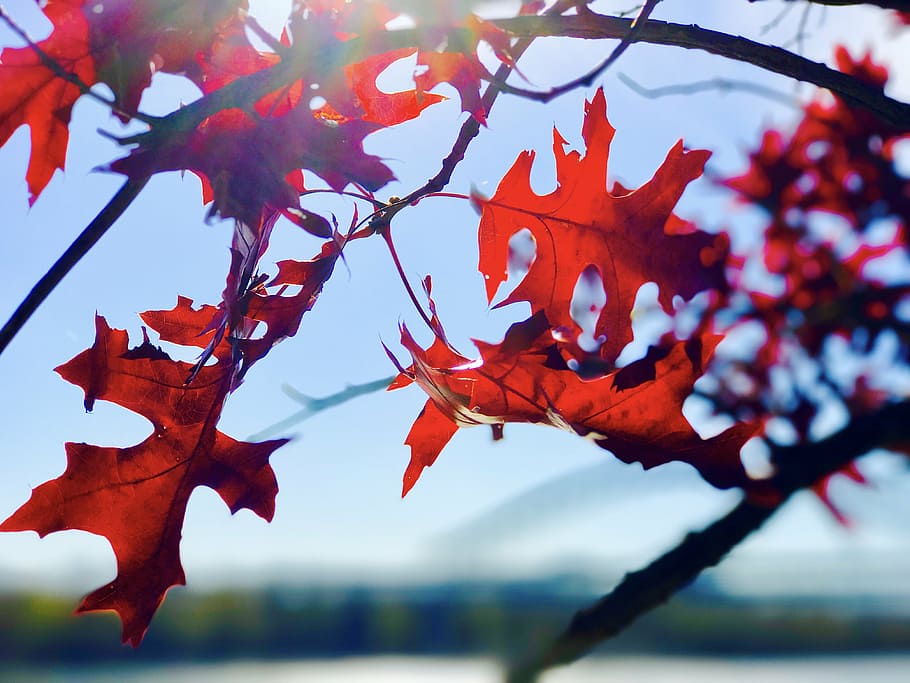 maple leaf under clear sky, photograph, brown, tree, daytime HD wallpaper