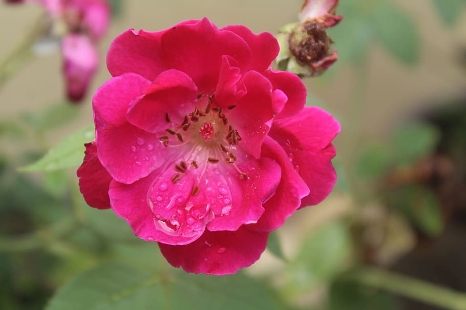rose, flower, red, rainy day, flowering plant, freshness, beauty in nature HD wallpaper