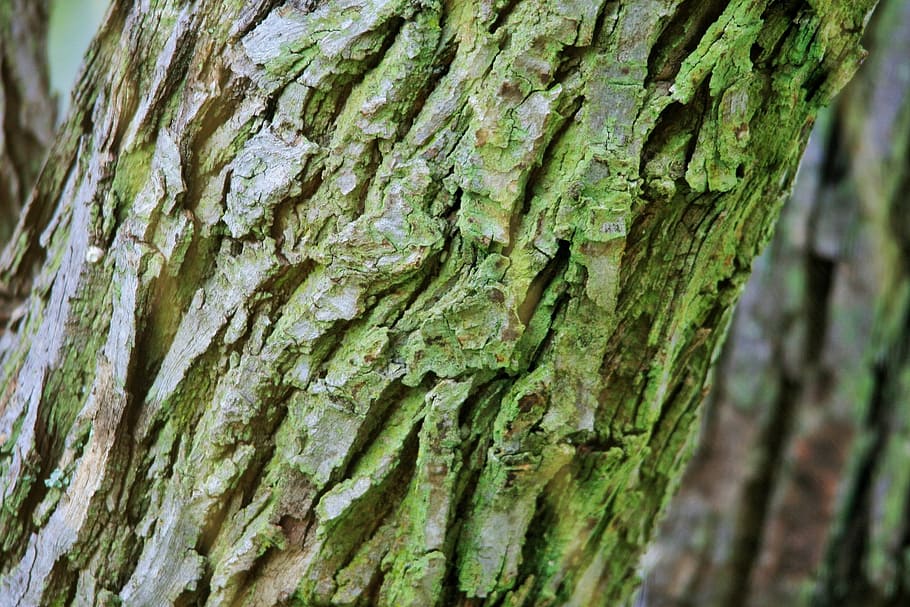 tree, trunk, bark, rough, textured, moss, tree trunk, plant HD wallpaper