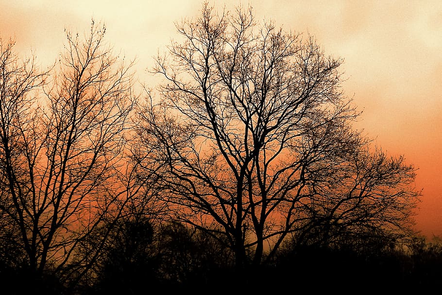Sun, Kassel, Sunset, Trees, Nature, sky, landscape, environment HD wallpaper