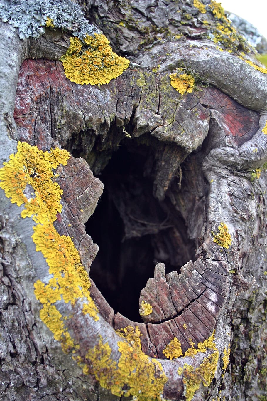 Tree, Cave, Tribe, Bark, tree cave, fruit tree, log, nature HD wallpaper
