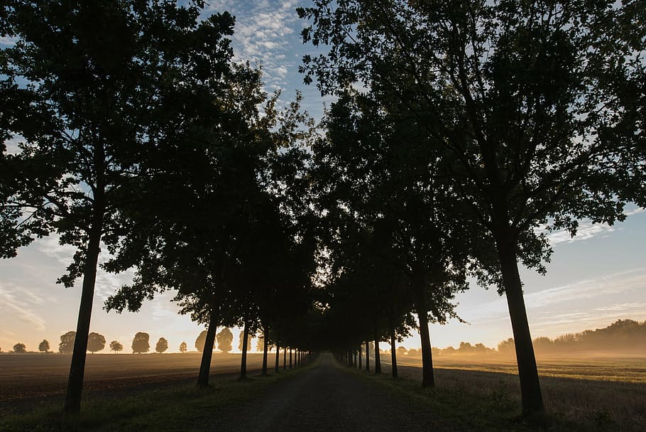 lane, sunrise, trees, nature, outdoors, sunset, rural Scene HD wallpaper