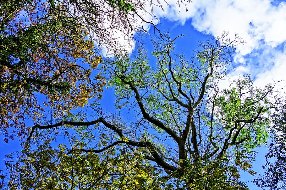 tree, tree top, branch, bare branch, tangle, foliage, autumn tree HD wallpaper