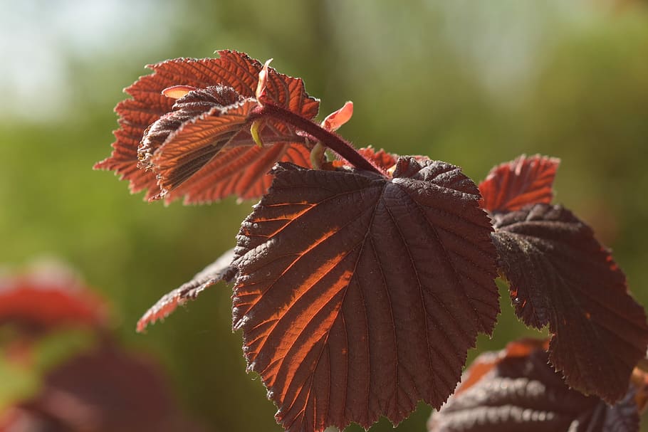 Red, Beech, Leaves, Red Leaf, nature, bright, bush, plant, garden HD wallpaper