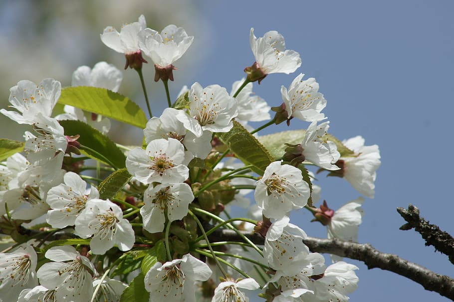Cherry Blossom, Spring, White, white blossom, flower, growth HD wallpaper