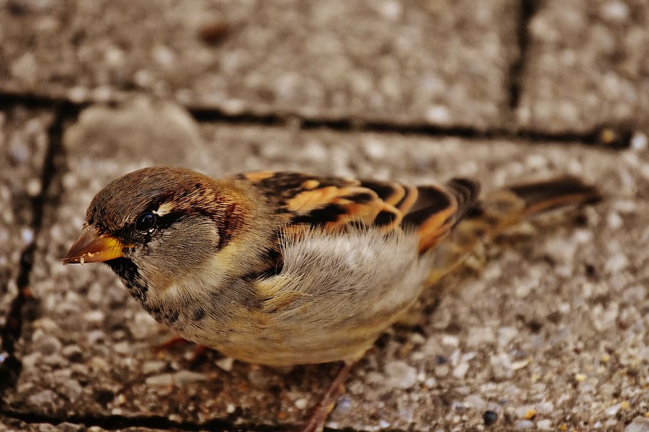 sparrow, bird, small, cute, nature, plumage, young, birds, sparrows HD wallpaper