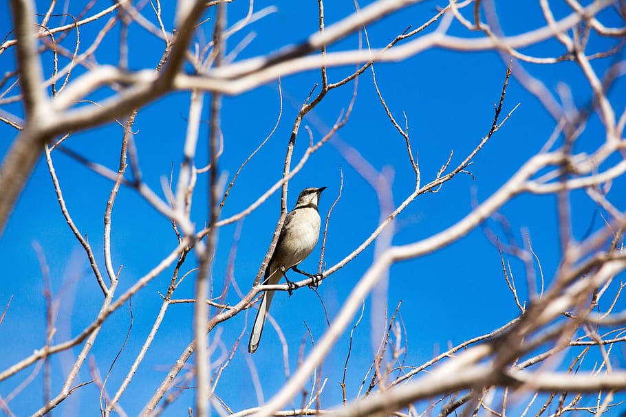 tree, nature, outdoors, winter, branch, bird, vertebrate, animal wildlife HD wallpaper