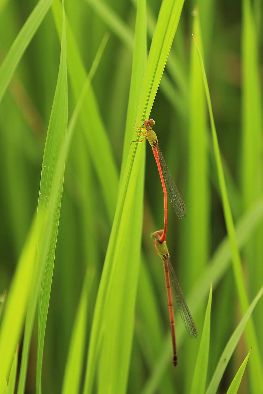 dragonfly, reproduction, mating, animal themes, animal wildlife HD wallpaper
