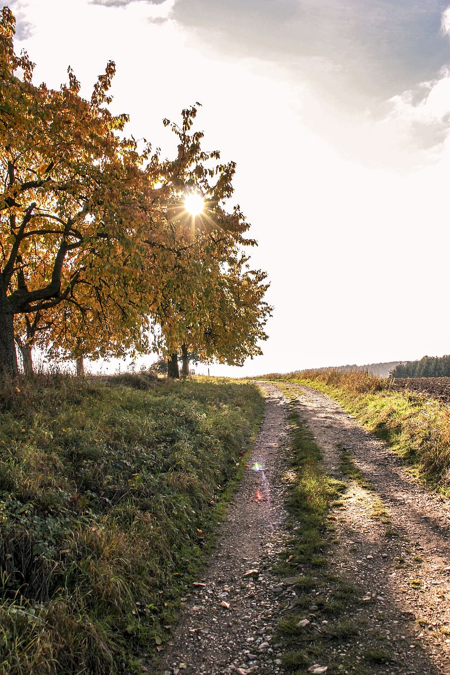 Forest, Nature, Autumn, reported, grasses, edge of the woods HD wallpaper