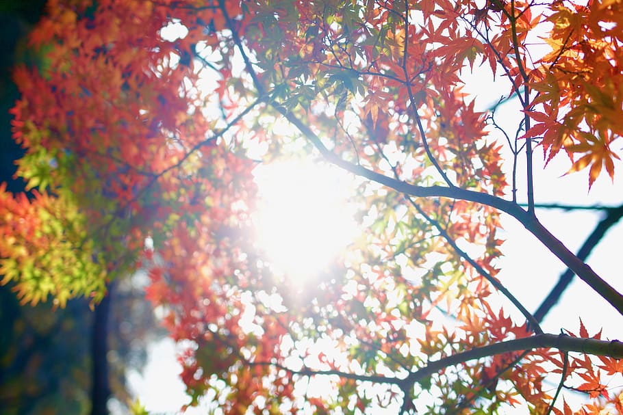 photo of red and green maple leafed tree during daytime, red petal tree with sun rays HD wallpaper