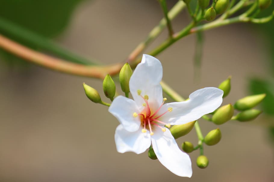 tung flowers, material, romantic, plant, flowering plant, freshness HD wallpaper