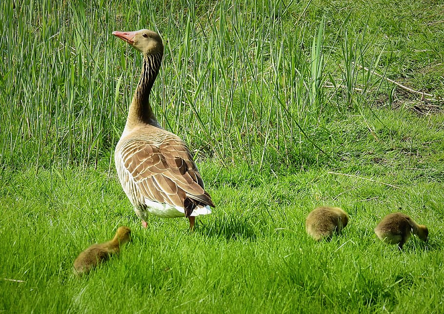 birds, nature, animals, grass, animal themes, goose, animals in the wild HD wallpaper