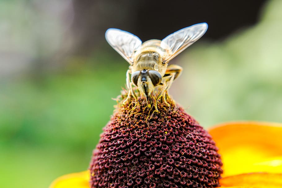 bee, insect, pollen, nectar, macro, flower, plant, honey, flora HD wallpaper