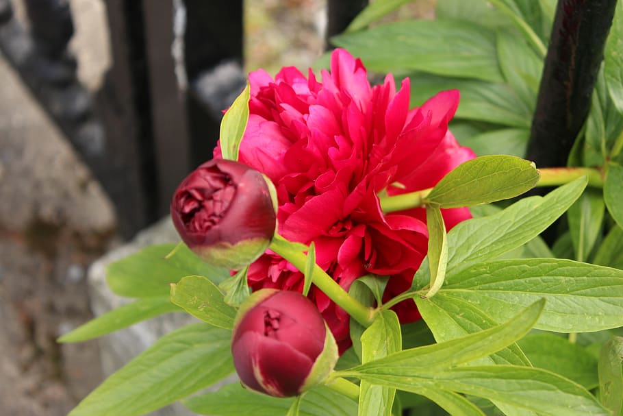 peony, red, flower, flowering, garden, spring, summer, nature HD wallpaper