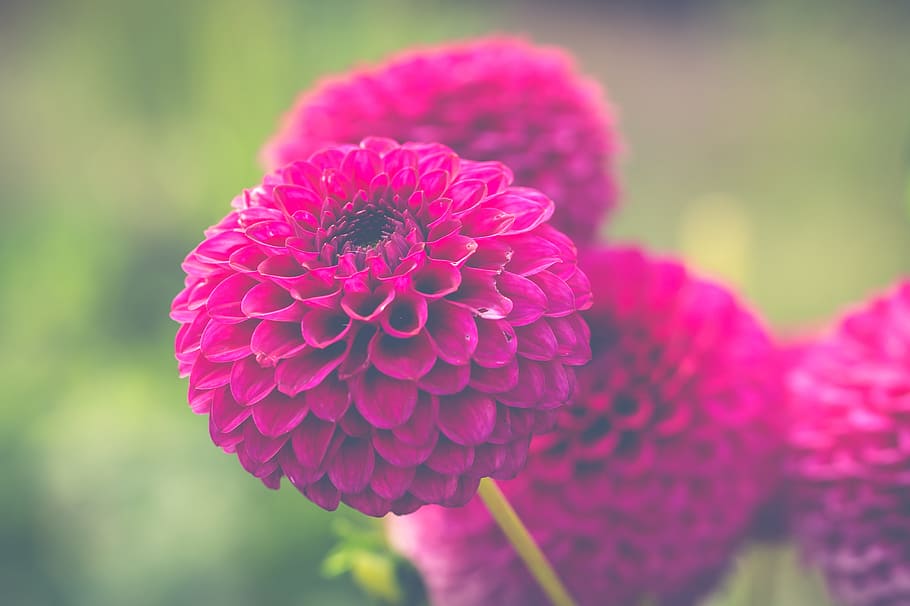 purple flowers, chrysanthemums, pink flower, colors, plant, bloom, HD wallpaper