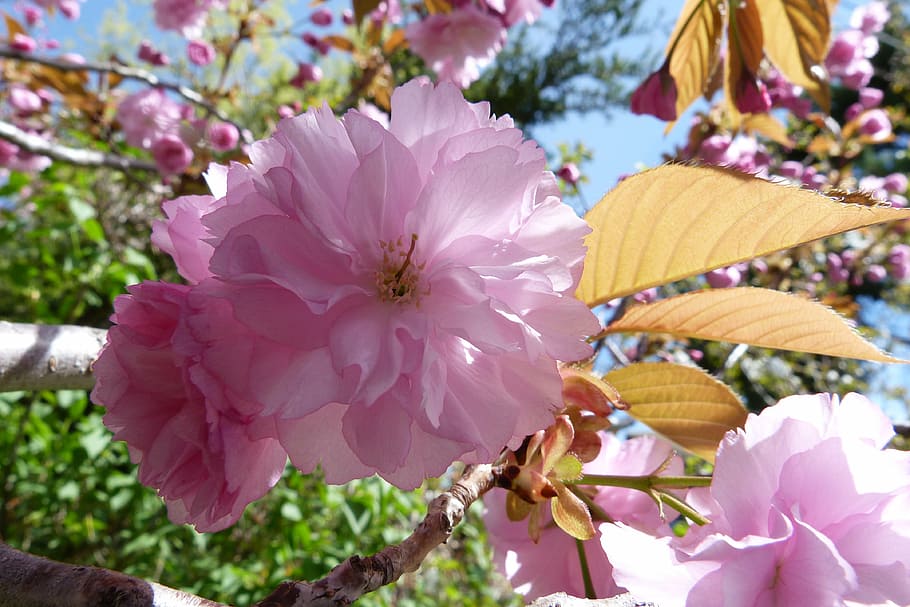 flower, cherry, pink, macro, nature, garden, light and shade HD wallpaper