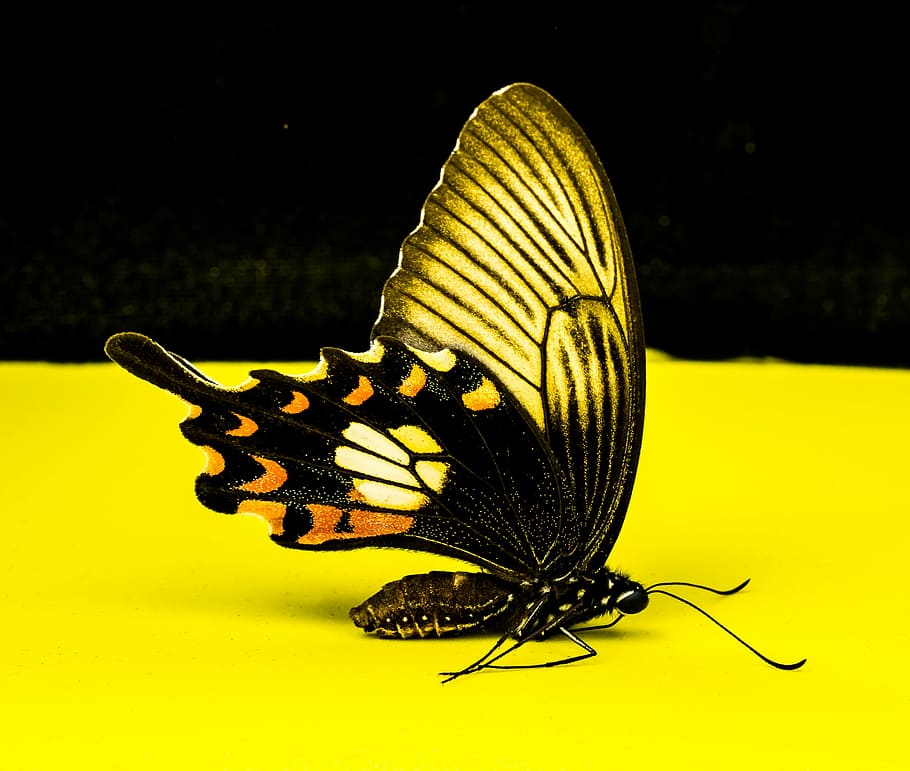 butterfly, insect, animal themes, invertebrate, animal wing HD wallpaper