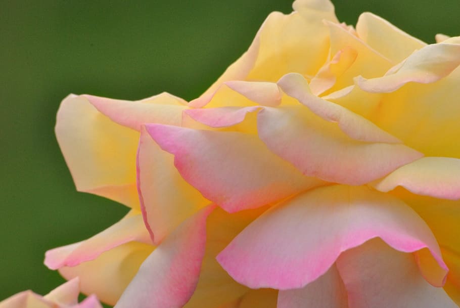 rose, flower, pink, bloom, flora, plant, petal, blossom, color HD wallpaper