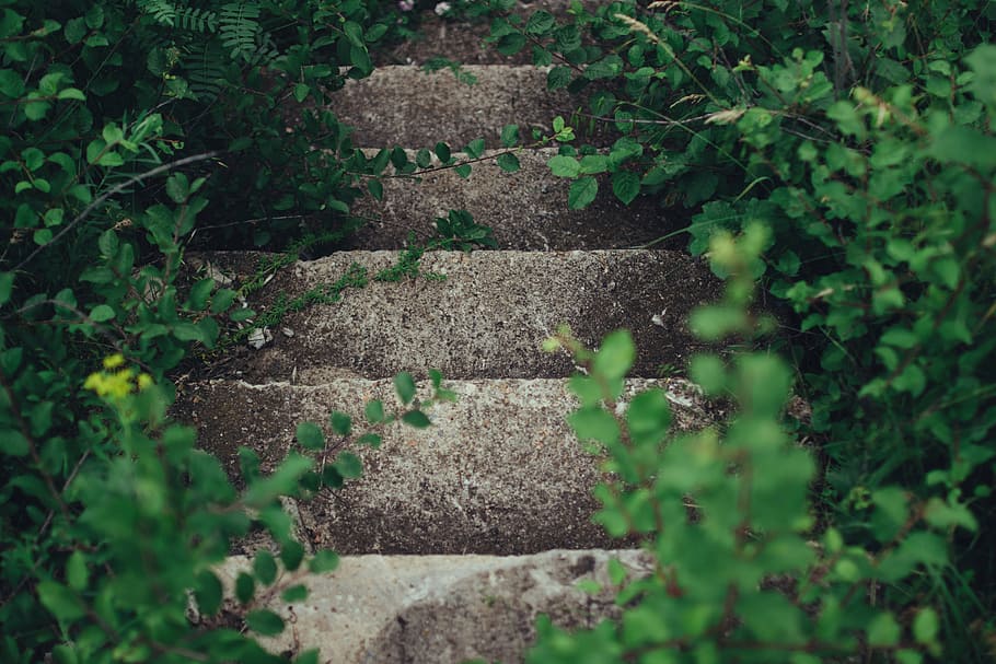 brown concrete stairs surrounded by plants, grey, green, grass HD wallpaper