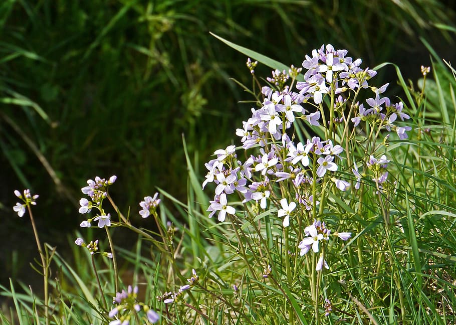 smock, prairie, spring, slope, embankment, dig, drainage, wet meadow HD wallpaper
