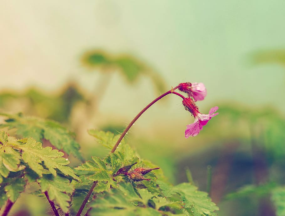 herbs, nature, flower, macro, green, field, fields, red, wild HD wallpaper