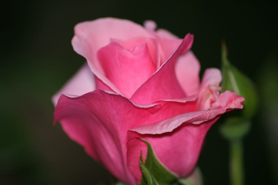 rose, nature, flower, flowering plant, petal, beauty in nature HD wallpaper
