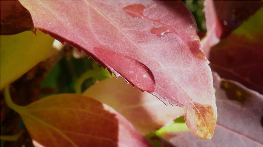 Macro, Leaf, Dew, Drop, Nature, Detail, dew drop, morning, spring HD wallpaper