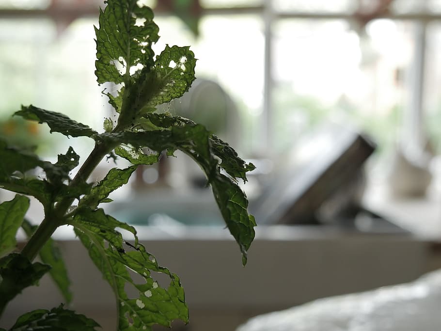 plant, mint, window, plant part, focus on foreground, leaf HD wallpaper