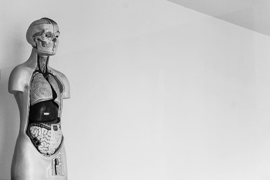 human anatomy, skeleton, body, studio shot, adult, human body part HD wallpaper