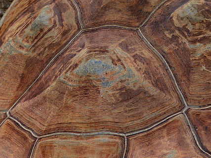 Turtle, Panzer, Armor, Tortoise Shell, pattern, giant tortoise HD wallpaper