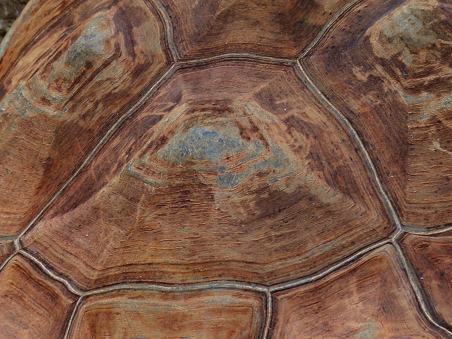 Turtle, Panzer, Armor, Tortoise Shell, pattern, giant tortoise, HD wallpaper
