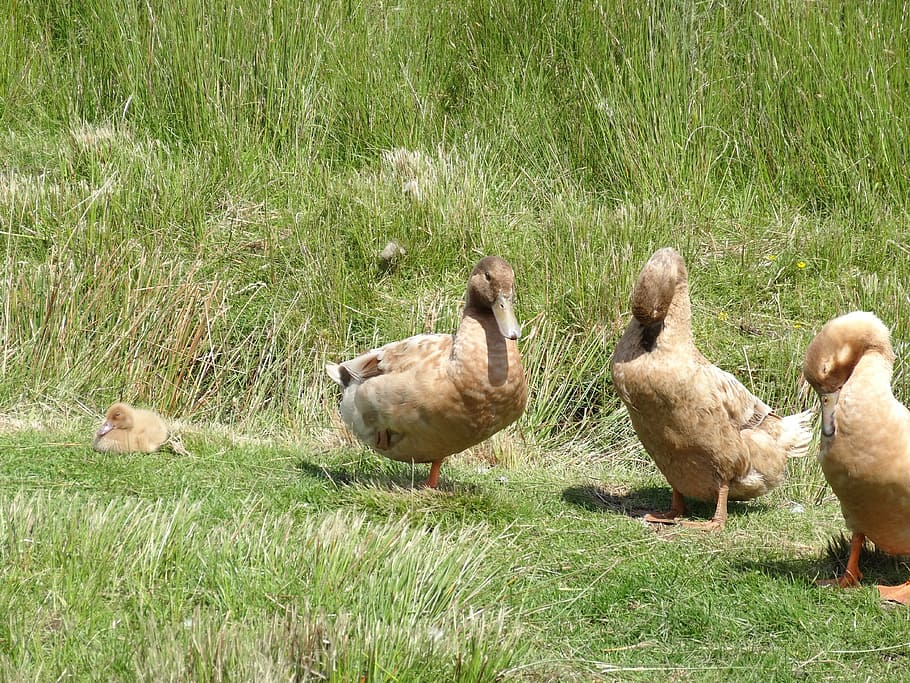 ducks, nature, grass, field, land, animal themes, bird, group of animals HD wallpaper