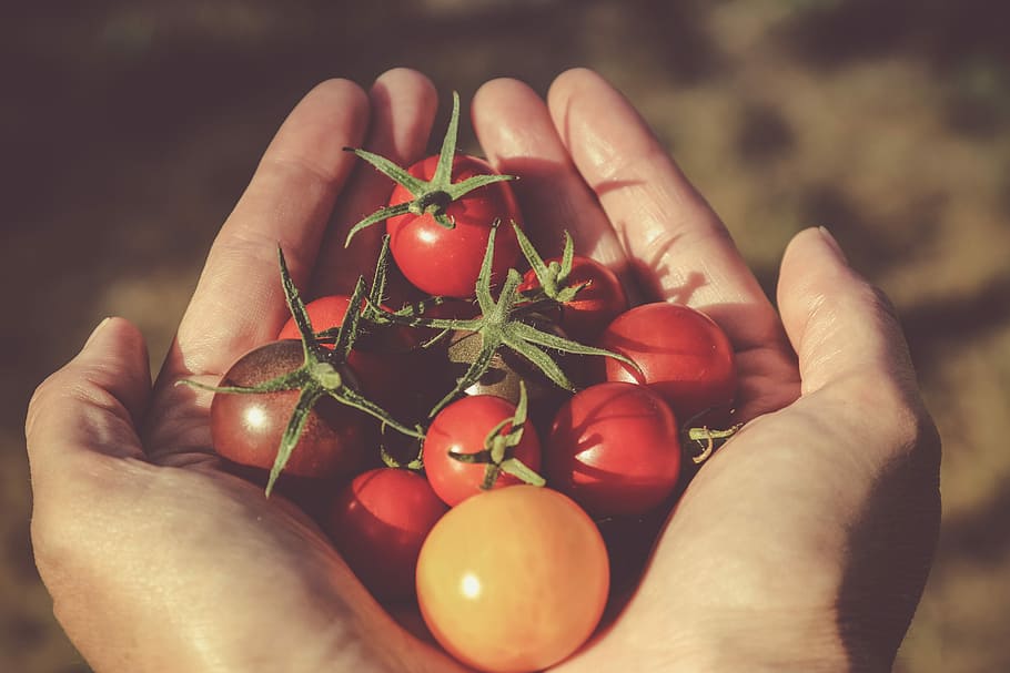 person holding red and orange tomatoes, filtered photography of bunch of tomatoes person's both palms HD wallpaper
