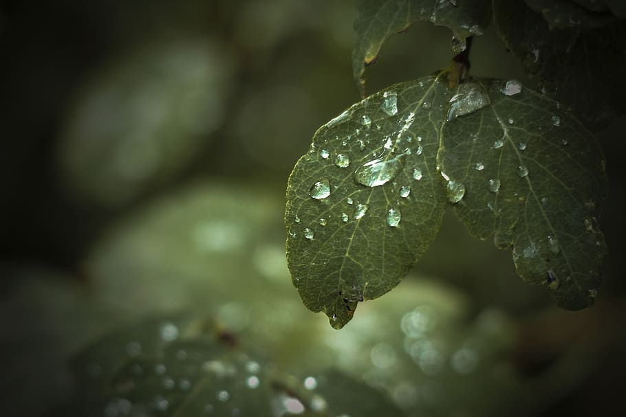 leaf, green, tree, forest, rain drops, close-up, macro, shrub HD wallpaper