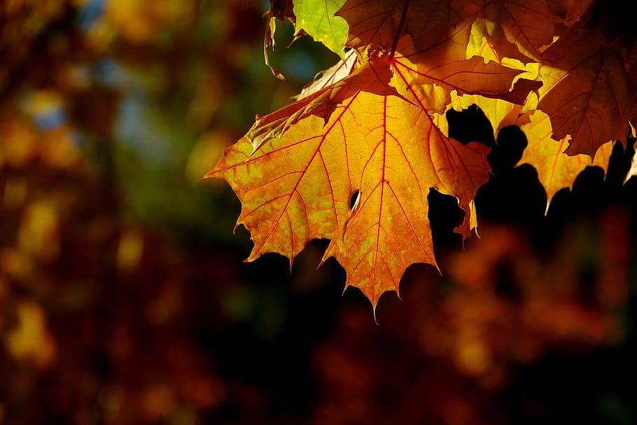 autumn, leaf, nature, maple, season, golden, close, light, plant part HD wallpaper