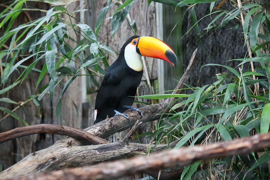 Toucan, Bird, Fly, Wings, Feather, wildlife, beak, dom, outdoor HD wallpaper