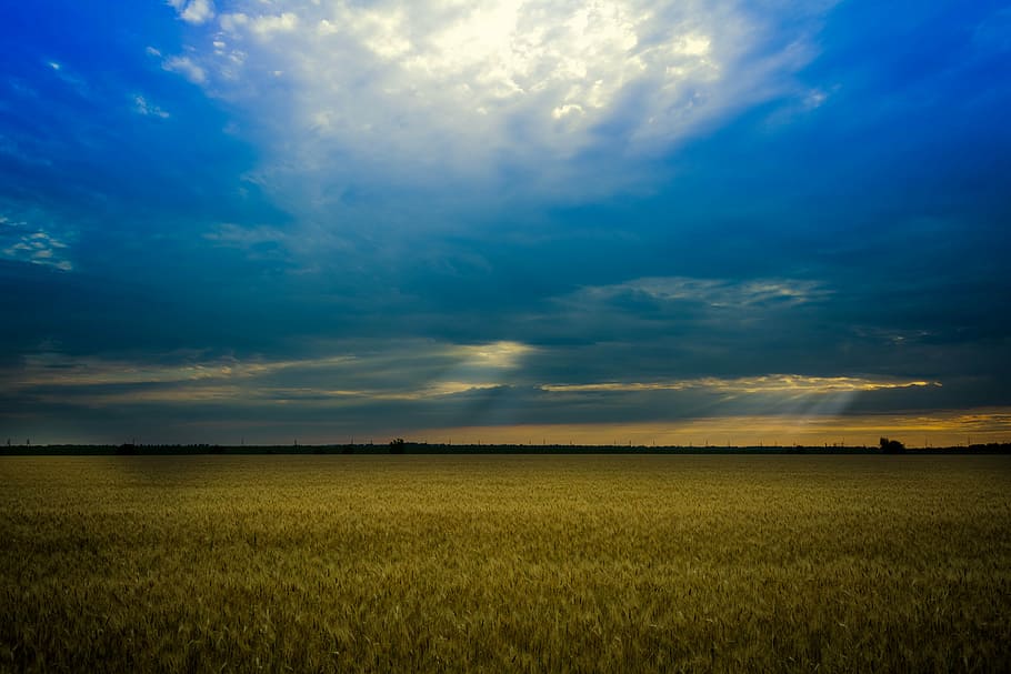 panoramic photo of field under blue and white sky, wheat, lan HD wallpaper